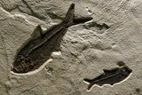 Stunning Green River Fossil Fish Mural with Multiple Species #382728-3